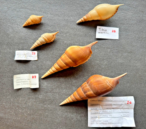 Meeresschneckenhäuser - 5,