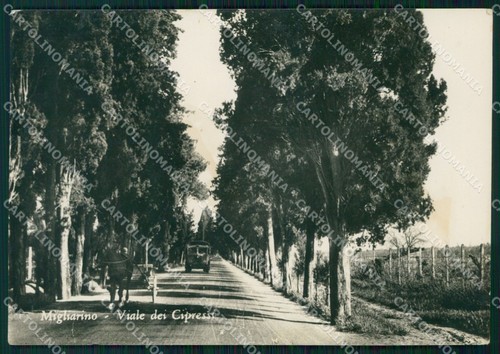 Pisa vecchiano migliarino - vecchiano,