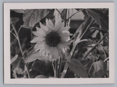 Sonnenblume altes foto - altes,